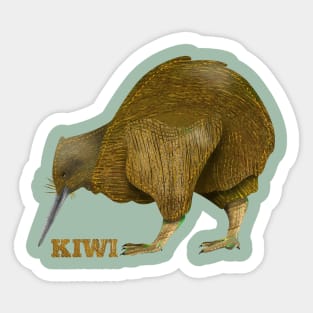 Kiwi bird N.Z. Sticker